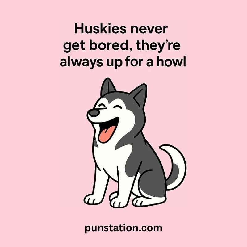Husky cartoon laughing with funny husky pun text