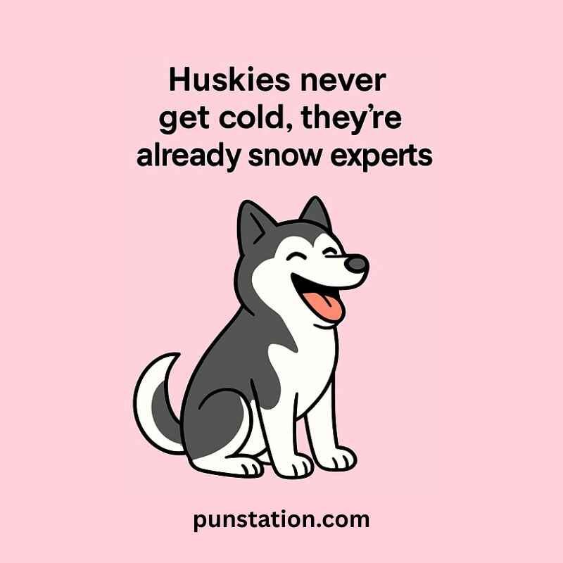 Husky cartoon siting and laughing with one liner pun text
